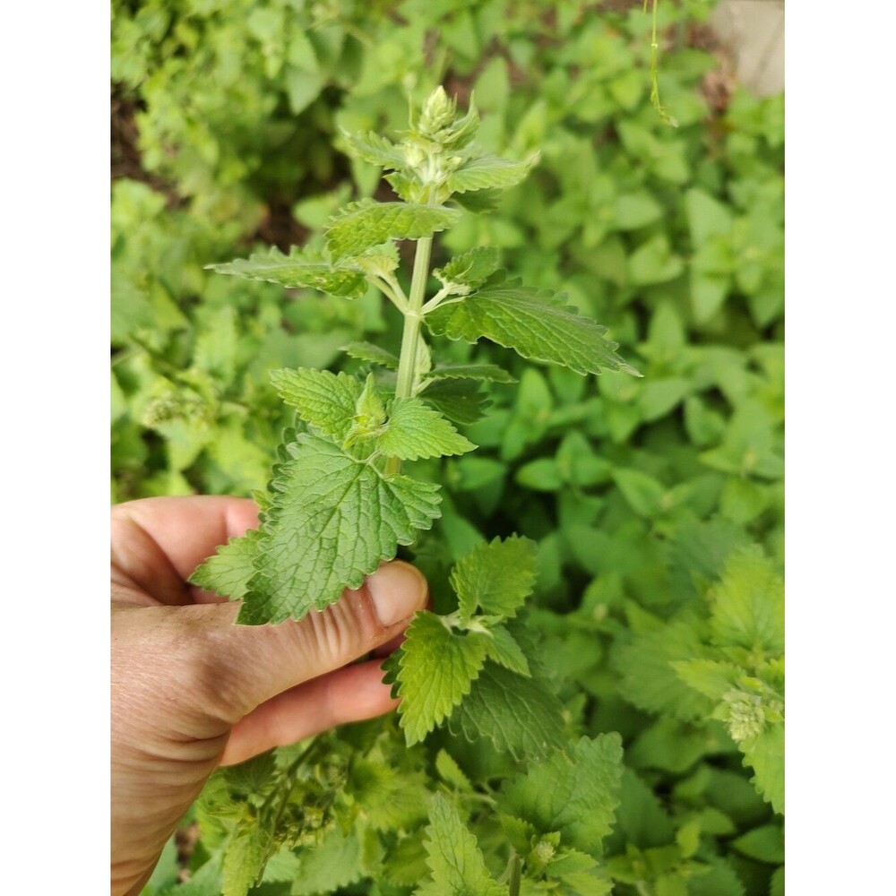 Organic Mature Homegrown Catnip